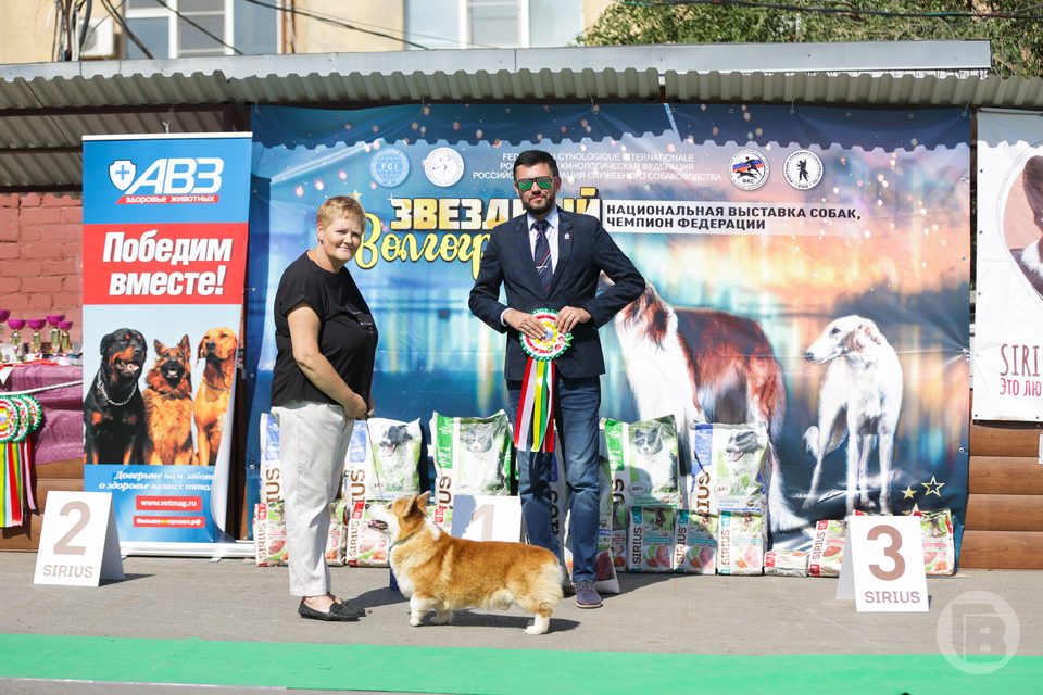 Кинологический клуб киров. Скор выставка собак. На выставке собак. На выставке собак. Выставка собак 2022.