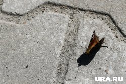 Бабочки размножаются в городе