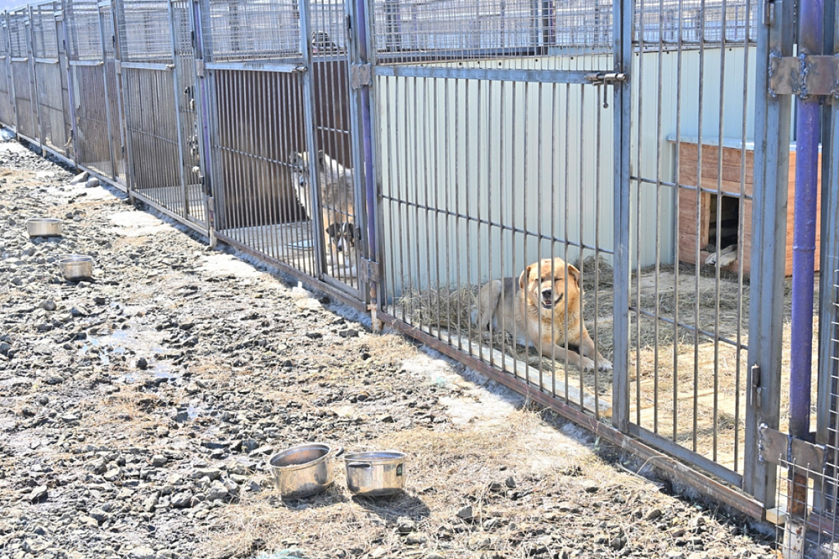 Новый приют для бездомных животных открылся в Хабаровске