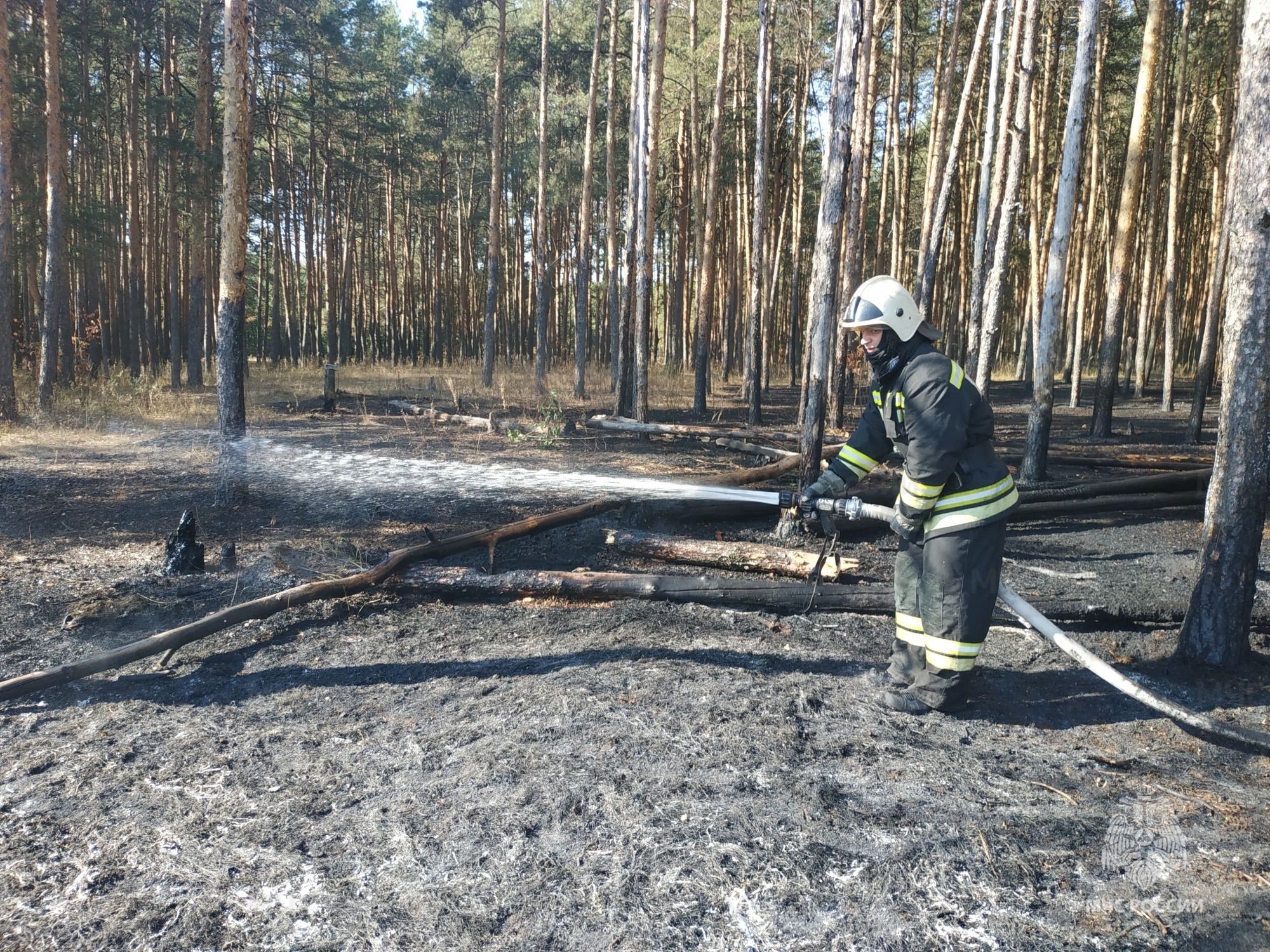 За прошедшие полгода во Владимирской области произошло 77 лесных пожаров