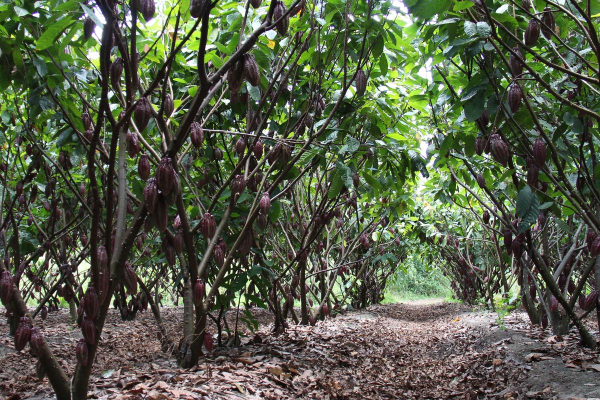 Мировому производству шоколада угрожает вирус, поражающий какао-деревья в Африке