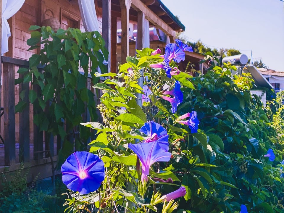 Эксперт назвала цветы, которые будут цвести до глубокой осени