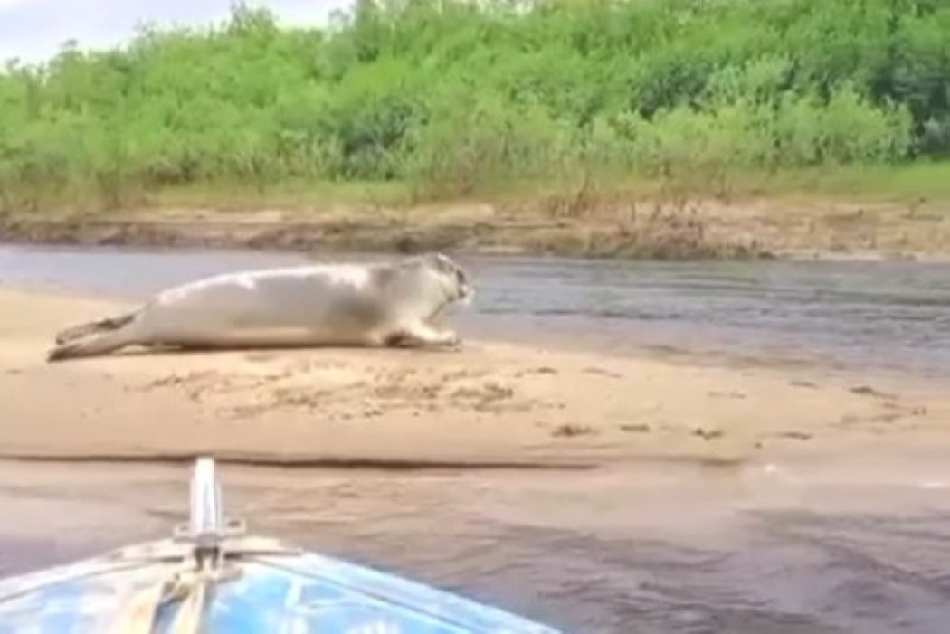 В Коми на берегу Печоры встретили нерпу