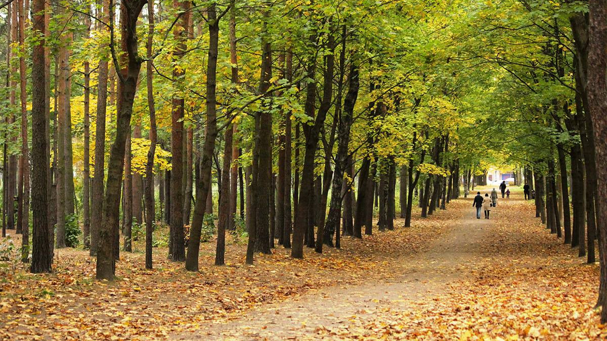 Парк Сосновка в Санкт-Петербурге — зеленый оазис для любителей природы