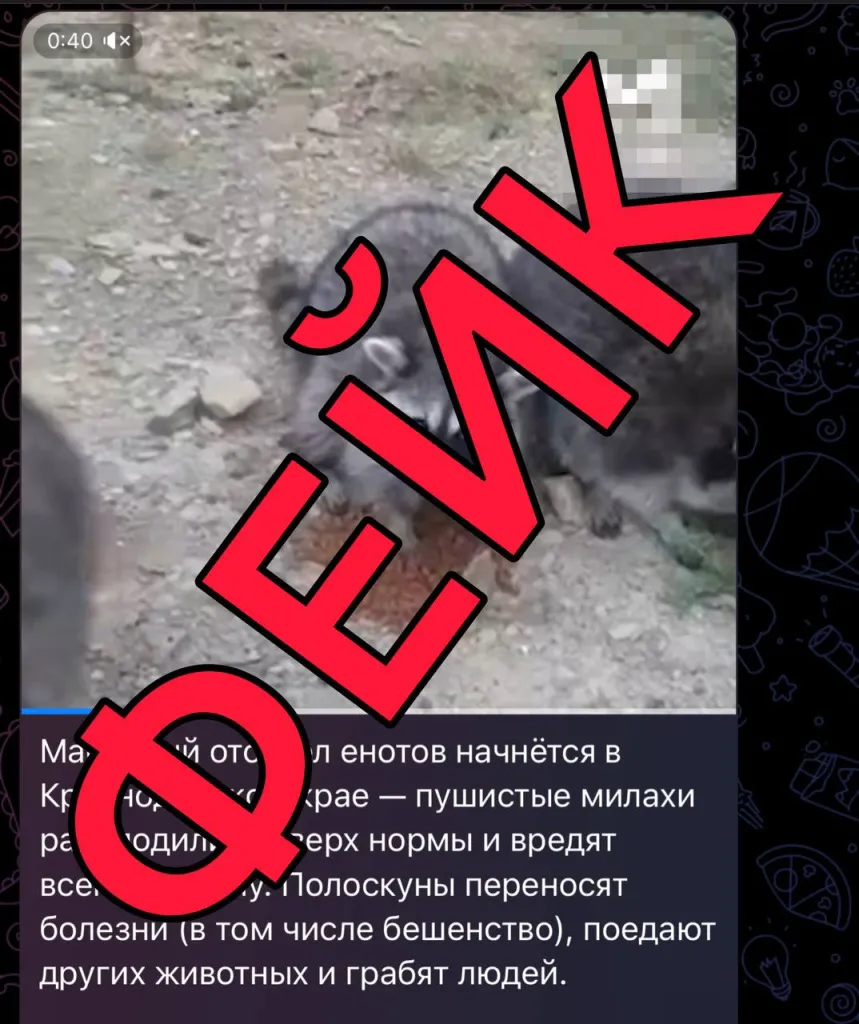 фейк про отстрел енотов