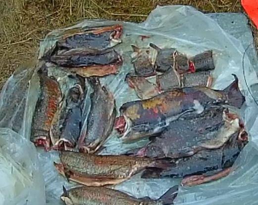В Якутии будут судить рыбака, причинившего ущерб водным биоресурсам на общую сумму порядка 38 тысяч рублей