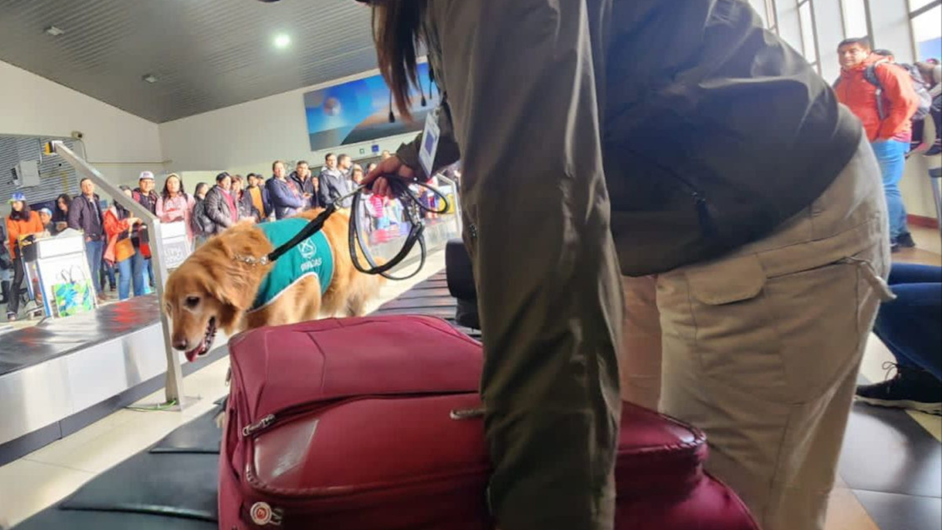 Чемодан в аэропорту. Удивительный багаж. Кот по кличке автобус. Боливар не вывезет двоих