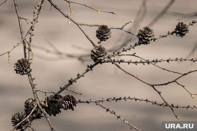 По количеству шишек на соснах судили о достатке: если много — к сытой зиме, если мало — к нужде
