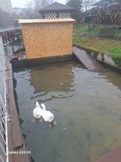 Тамбовские гуси обрели дом: история спасения пернатых с Набережной получила счастливое продолжение