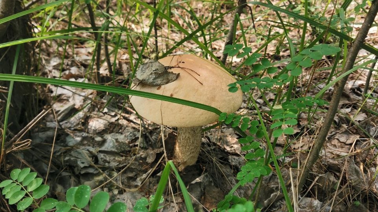 В Самарской области сейчас растет широкий ассор...