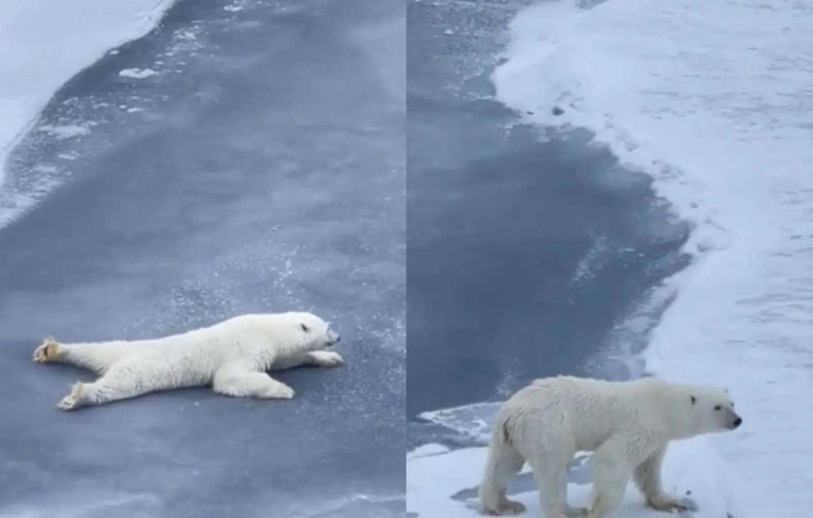 Белый медведь спит на льдине фото The polar bear shows how to move on thin ice not to fail Society Seldon News