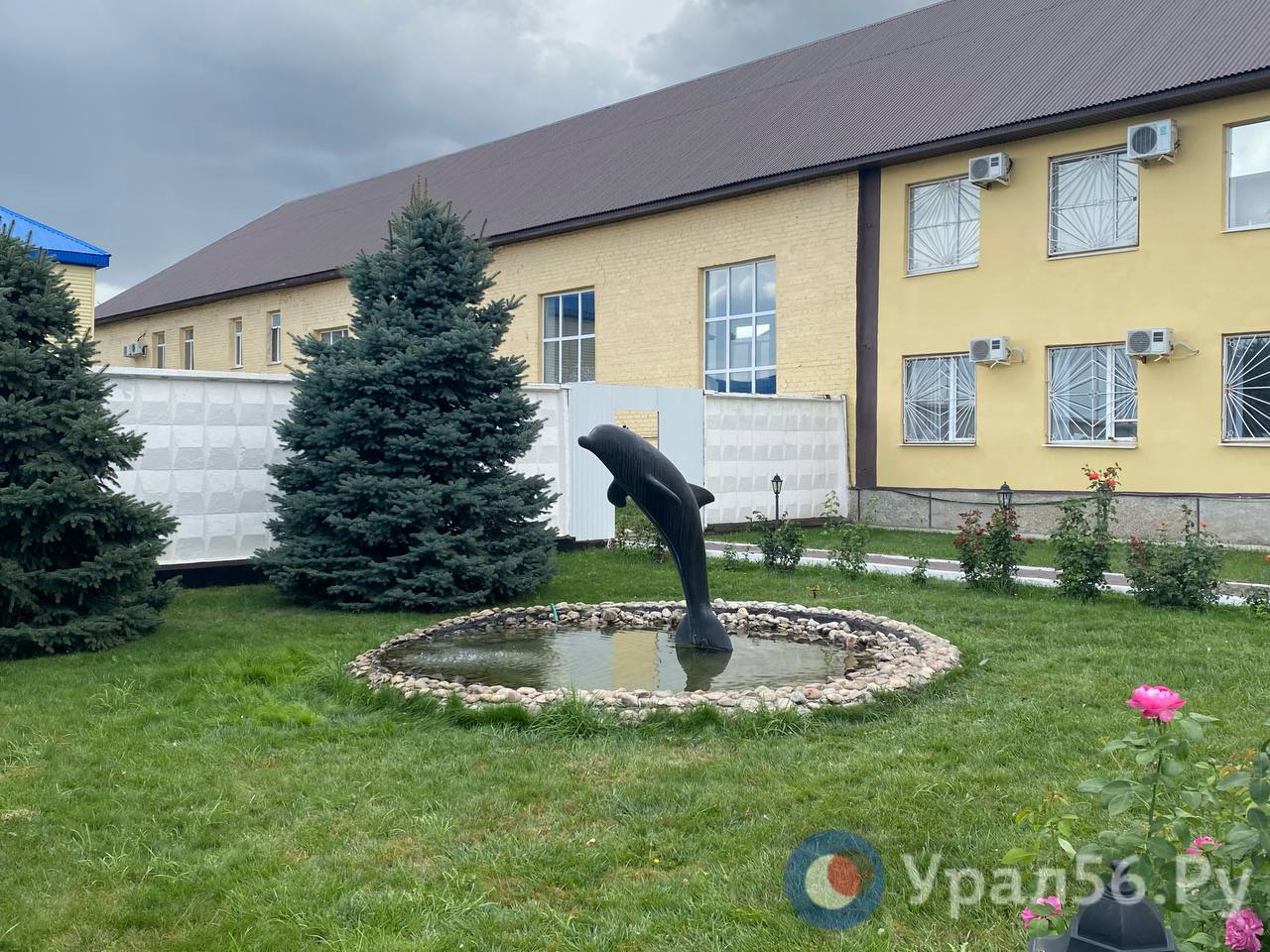 Черный дельфин животное