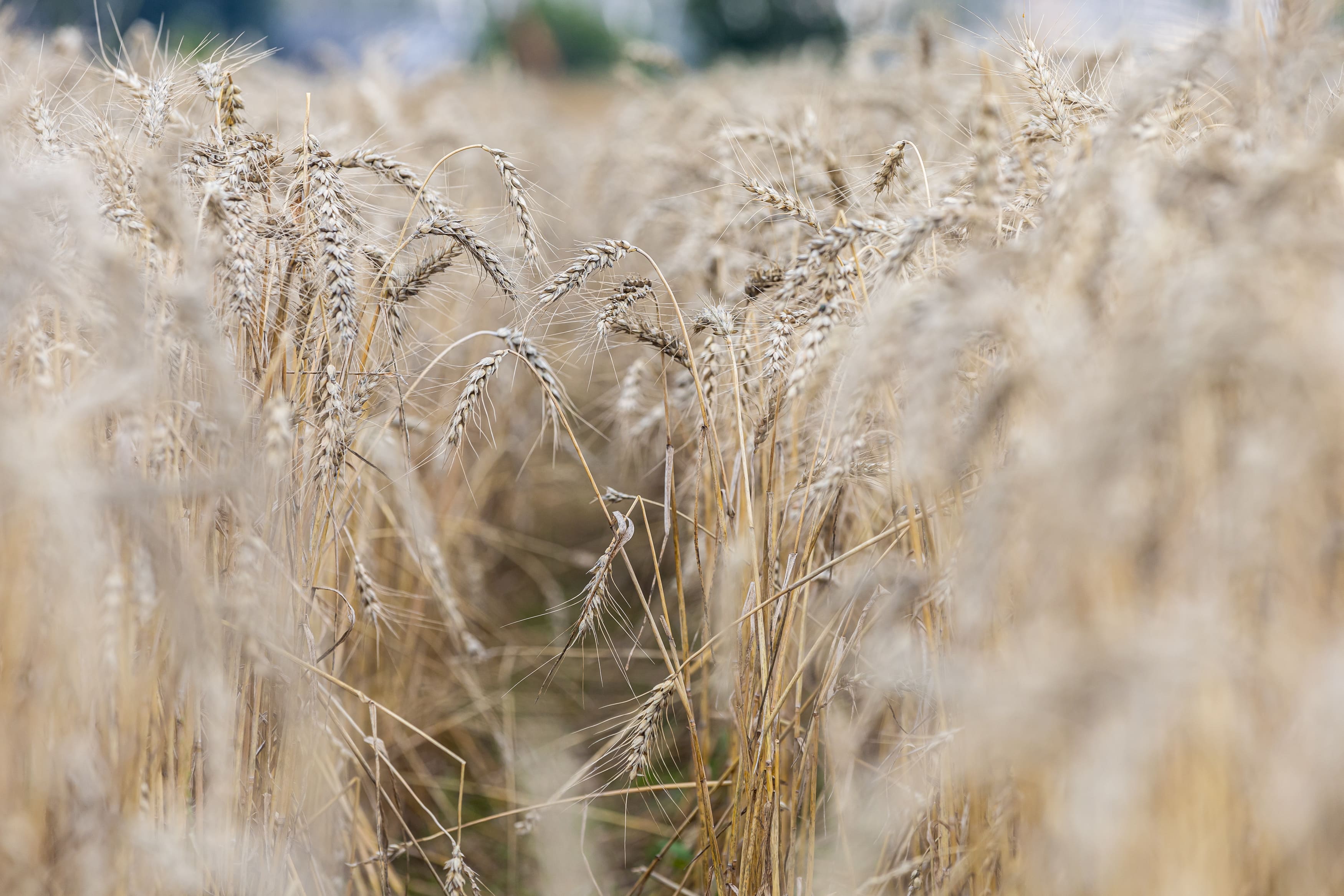 Фермеры Томской области получили более 80 миллионов рублей на развитие