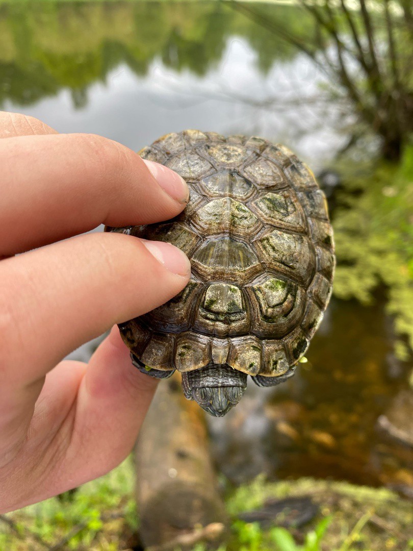 Черепашки пропали. Размер сухопутной черепахи по годам. Водяная черепаха. Сухопутные черепахи в городах. Породы черепах которые не растут.