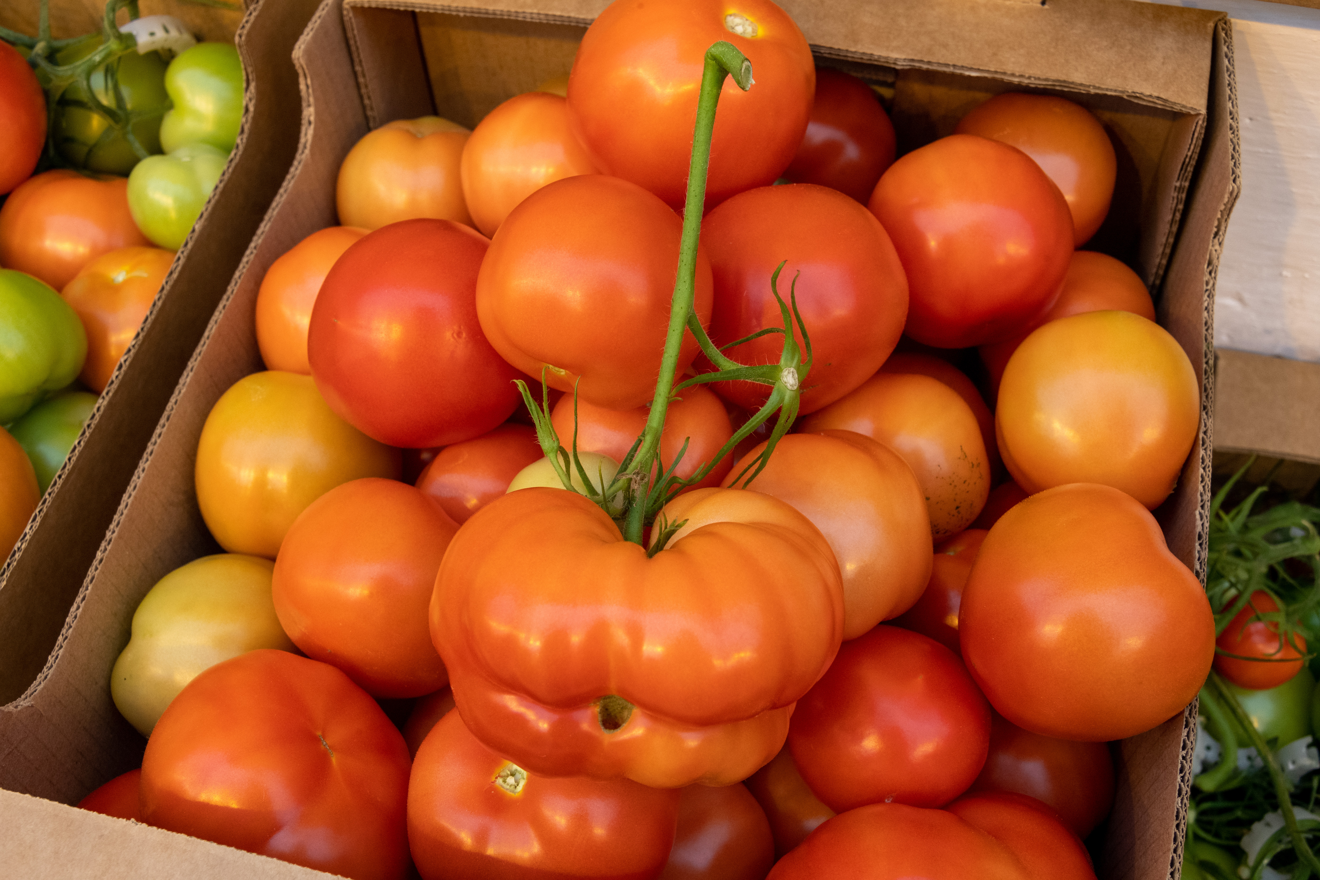 как растут помидоры. детские доктора ближайшая станция урожай помидоров. детские доктора ближайшая станция урожай помидоров. томат черри вишенка красный. томаты на грядке.