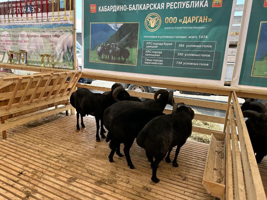 Кабардино-Балкария приняла участие в XXIII Российской выставке племенных овец и коз