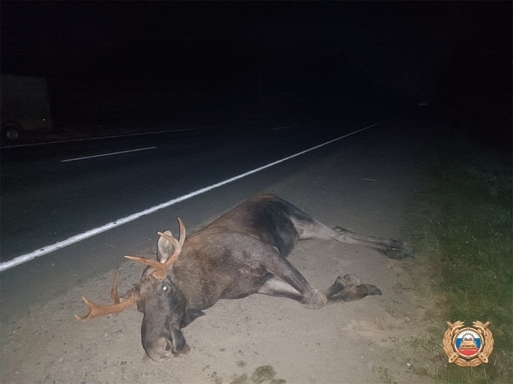 Водитель в Тверской области сбил лося и получил травмы