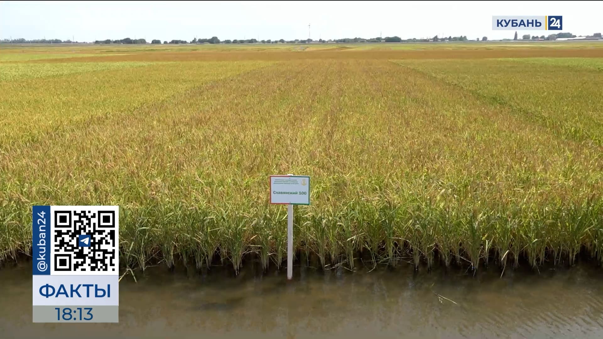 Уборку риса в Краснодарском крае планируют завершить до 10 октября