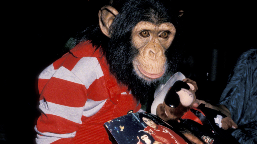 Где живет обезьяна Майкла Джексона Баблс — фото