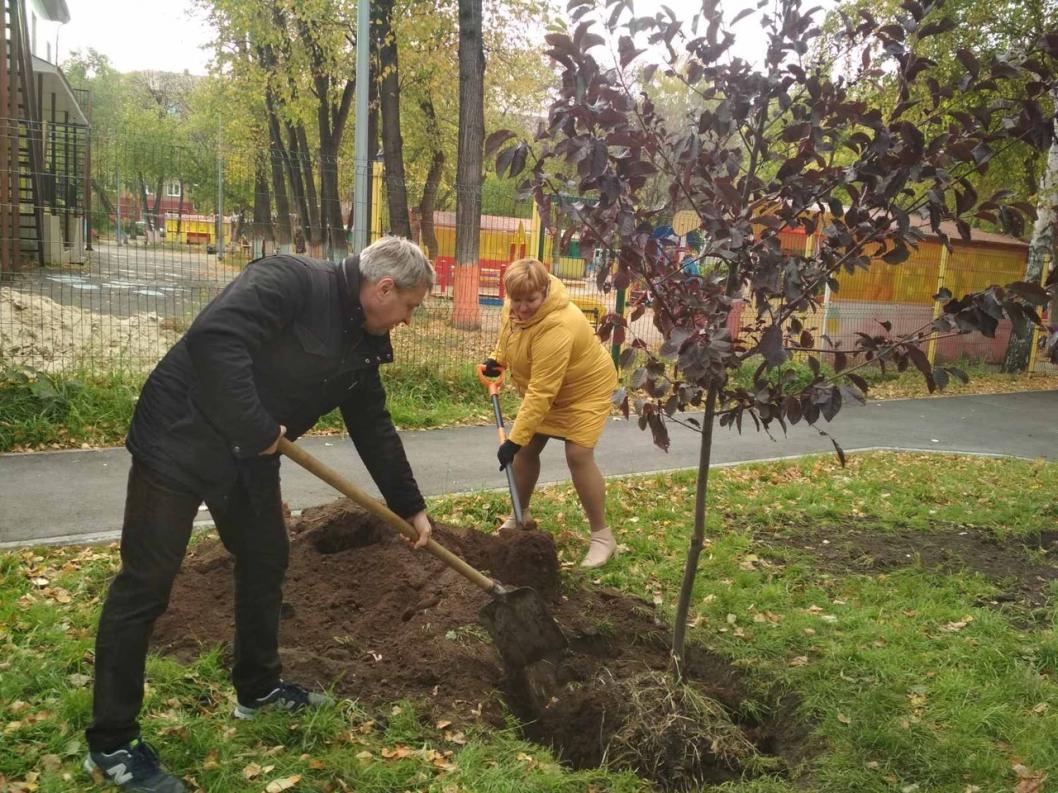36 деревьев. Деревья на улицах Волгограда. Пузыреплодник осенью. Береза во дворе благоустроить. Посадка деревьев Тюмень
