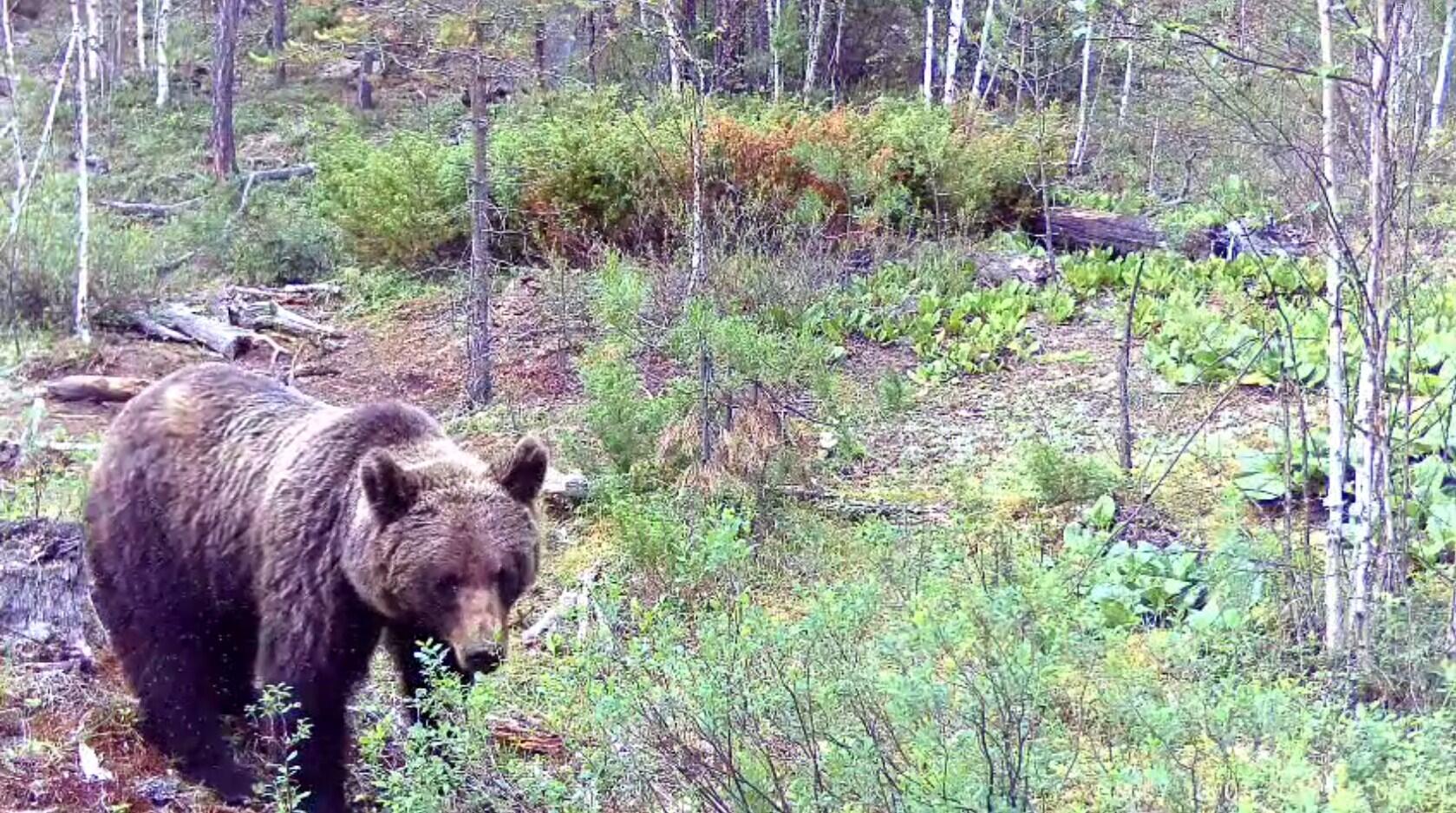 Медведица и лосиха попали в объектив фотоловушки в лесу Забайкалья