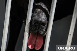 В некоторых странах, собак отлавливают и помещают в приюты и пытаются найти им семью