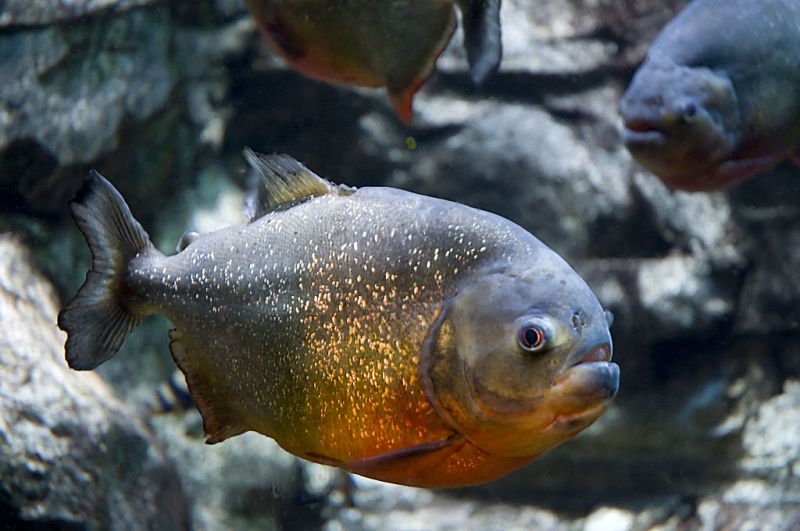 1024px-Gregory_Moine_-_Red_bellied_Piranha_(by)_low2.jpg