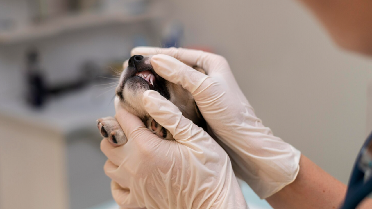 Немецкие исследователи из университетов Тюбинге...