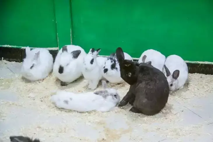 Кролики
