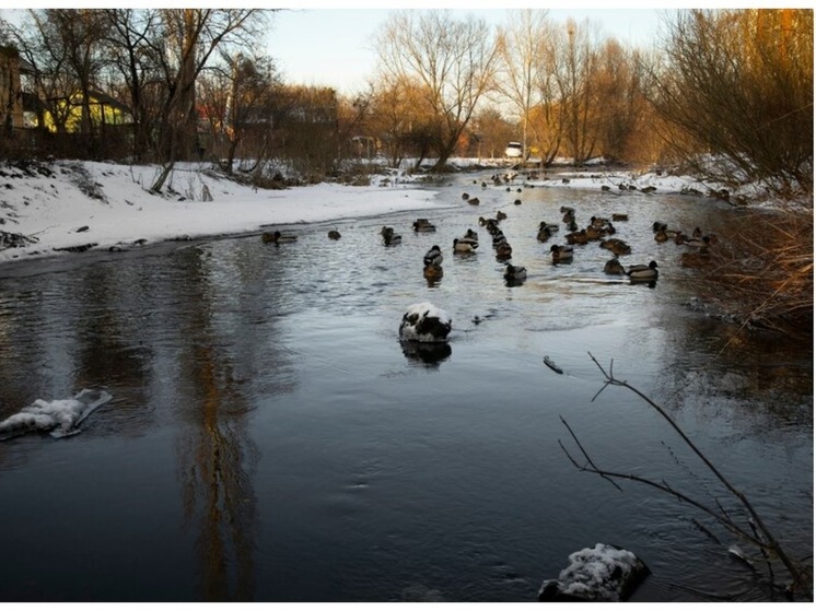 Уточки в зимнем пруду. Озеро бурже птицы. Лебединый заказник алтайский край. Утки в пруду. Лебединое озеро алтайский край.