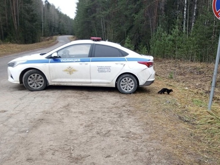 Норка, сбежавшая при атаке БПЛА в Торопце Тверской области, живет у поста ГАИ