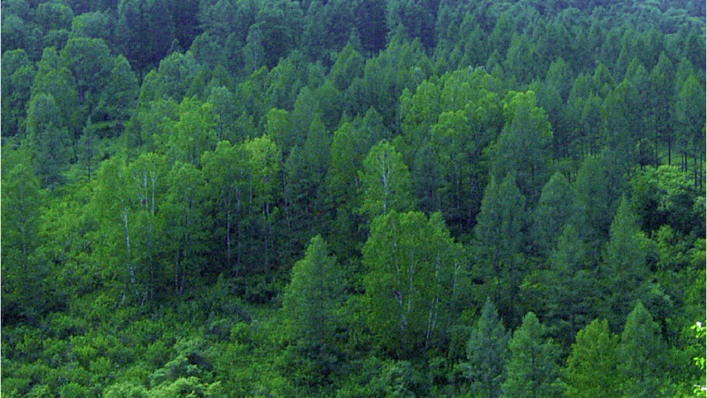 В алтайских лесах разложили более 100 тысяч доз вакцины от бешенства Фото №1