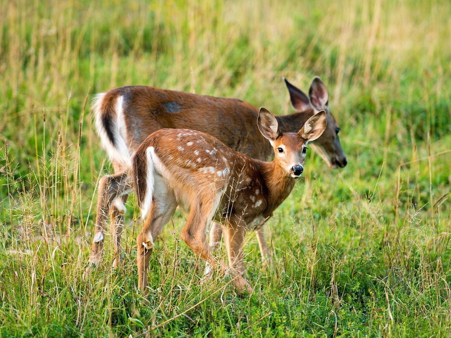 Касуля. Европейская косуля (capreolus capreolus). Косуля Сибирская (capreolus pygargus Pall.). Европейская косуля (лат. Capreolus capreolus) Астрахань. Косуля Дальневосточная.