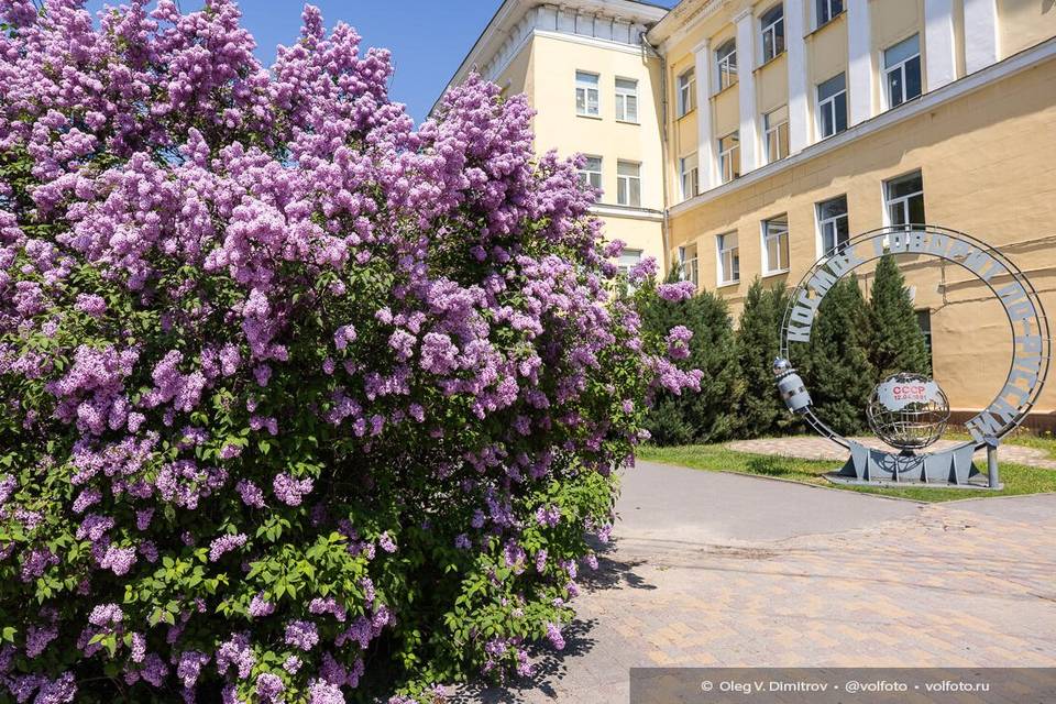 Волгоградцам грозят штрафы и арест за сорванную сирень