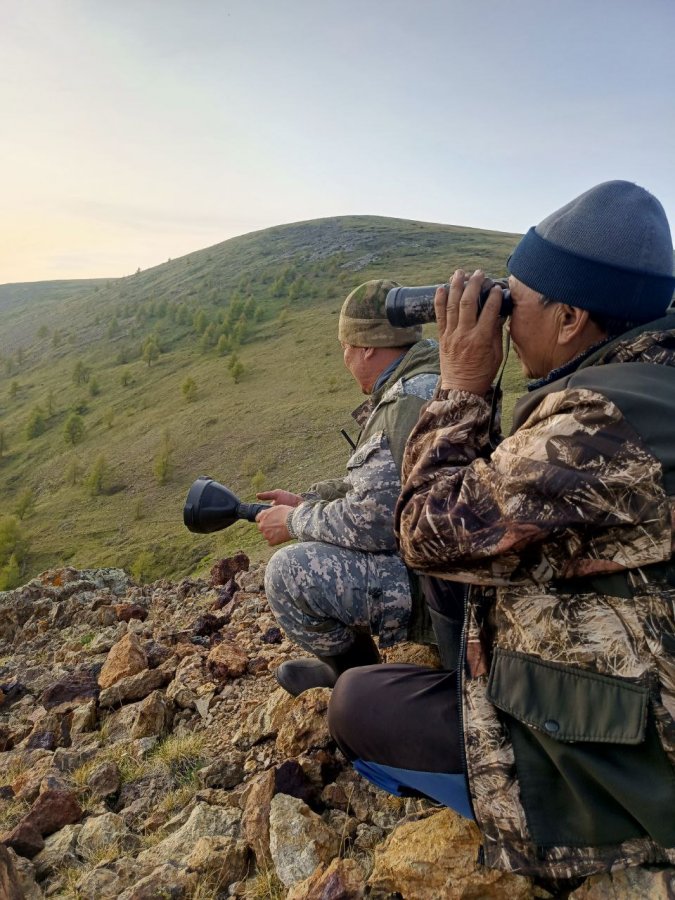 В Туве снижается численность волков