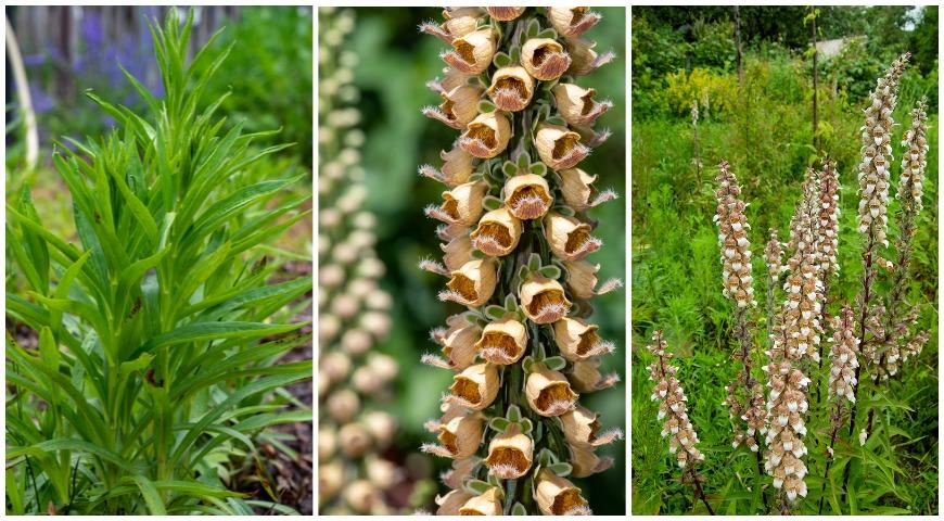 Наперстянка шерстистая (Digitalis lanata) 