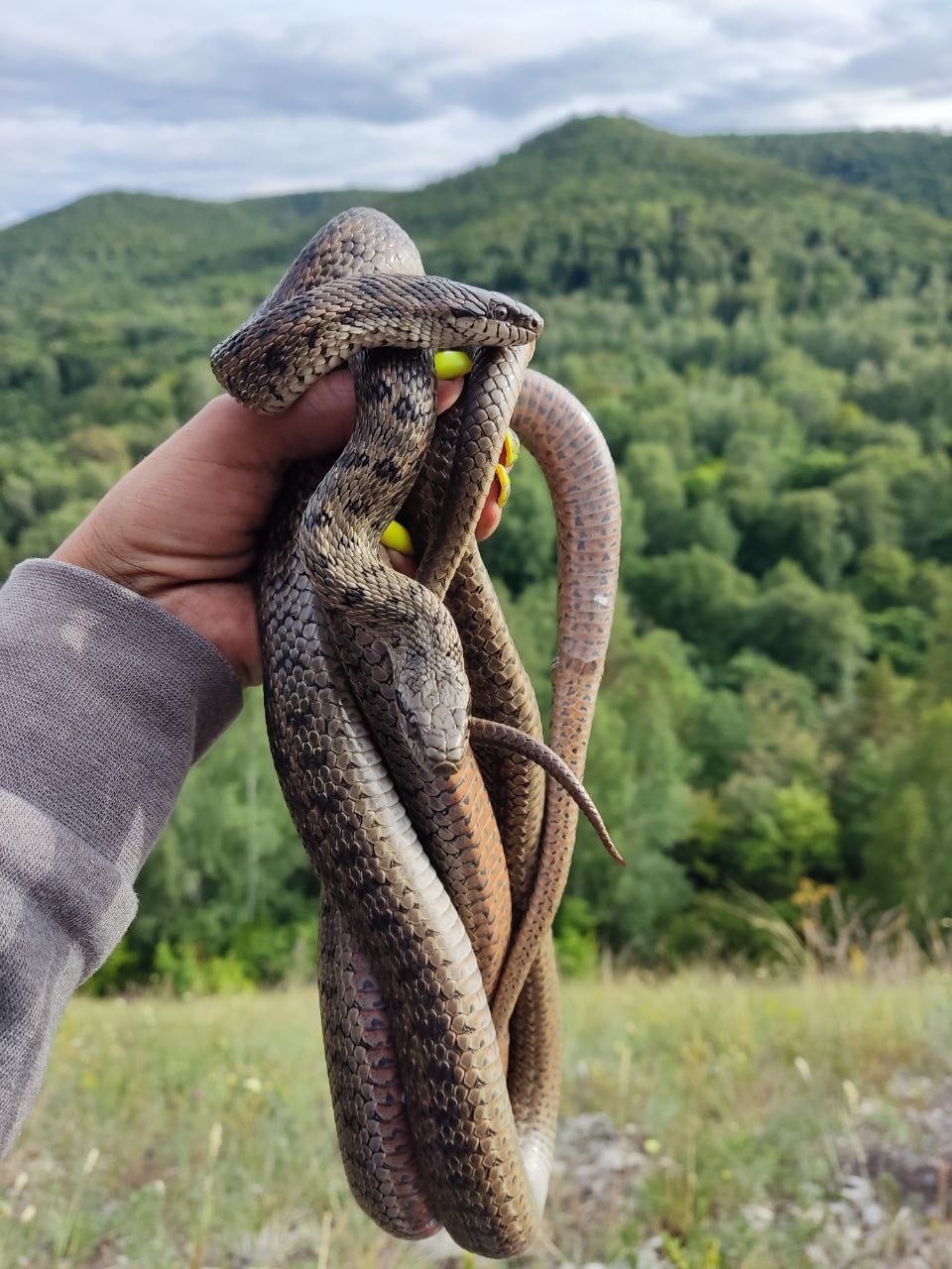 фото змей ядовитых гадюк