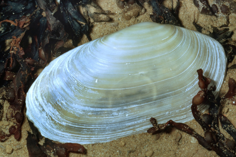 Lutraria