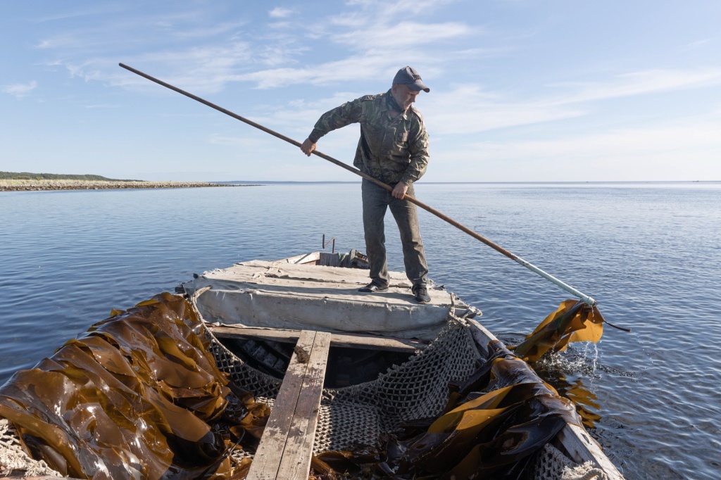 Архангельский водорослевый комбинат в 2025 году добыл 1 тыс. тонн водорослей, а в 2026-м планирует увеличить добычу на 20%