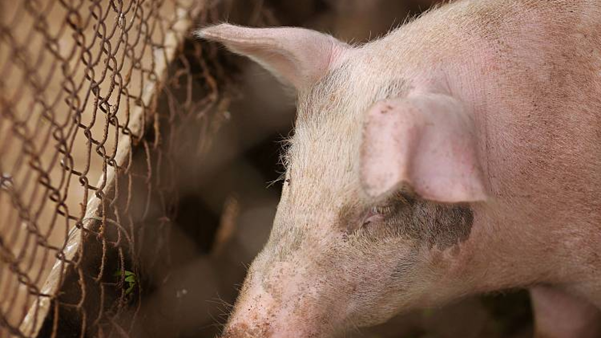 Эксперт: Россия вышла на 5 место в мире по производству свинины