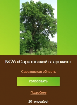 Дуб 