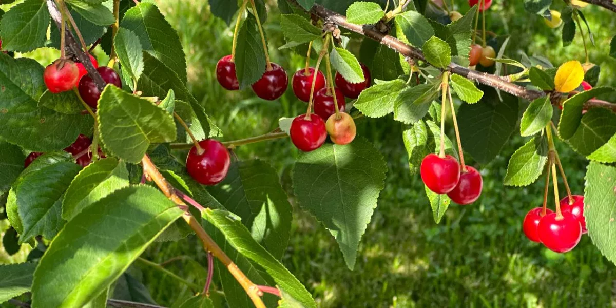 Вишня игрицкая. Черешня июньская. Листья черешни. Черевишня (дюк) шпанка. Кубинская вишня.