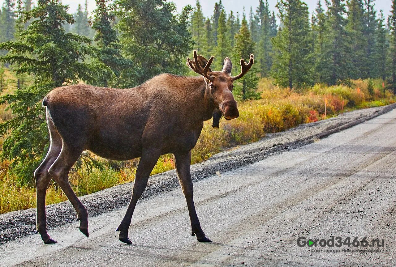 лось описание животного. лось краткое описание. какого числа наступит год лося. какого числа наступит год лося. энциклопедия лесных животных.