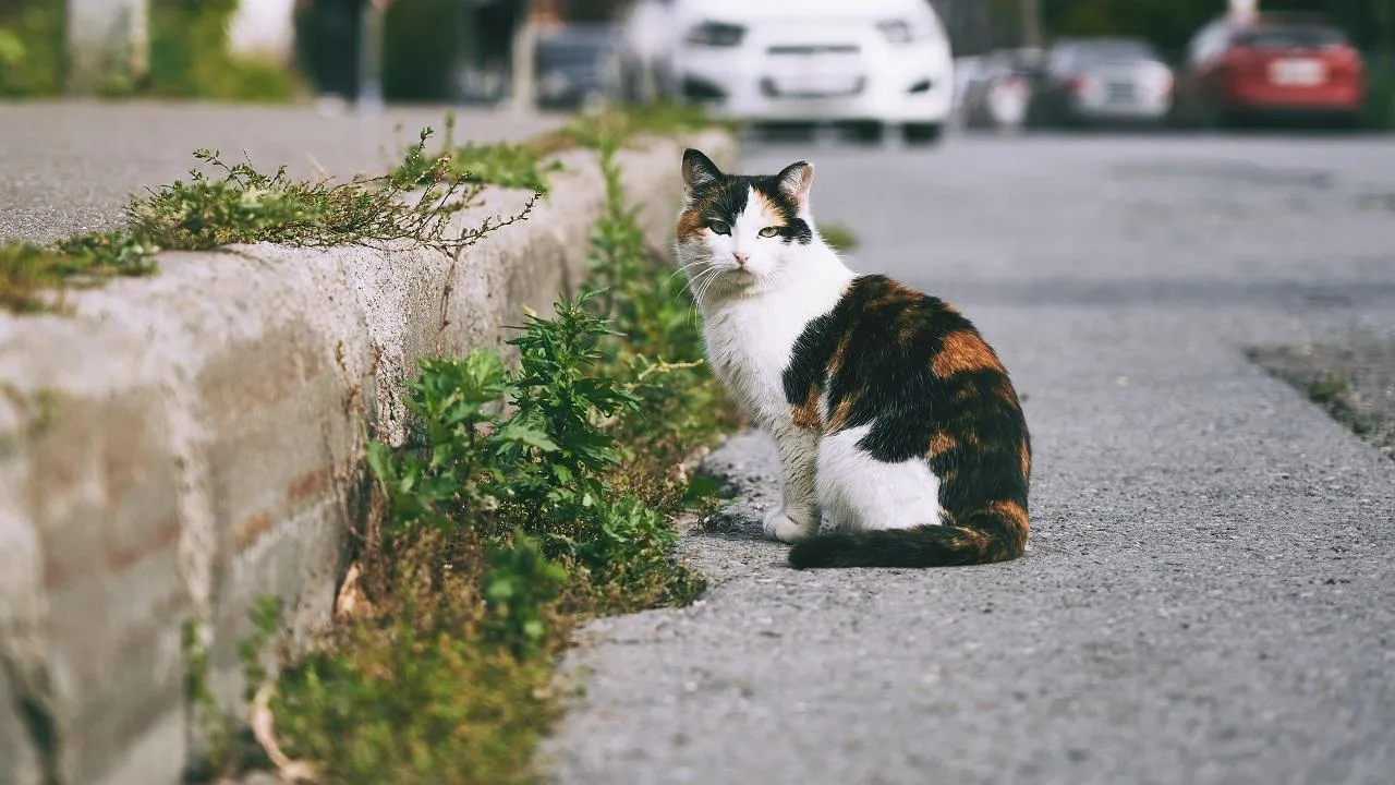 Подобрала кошку улицы. Кошка на улице. Фотосессия с кошкой на улице. Кошки на улице фото.