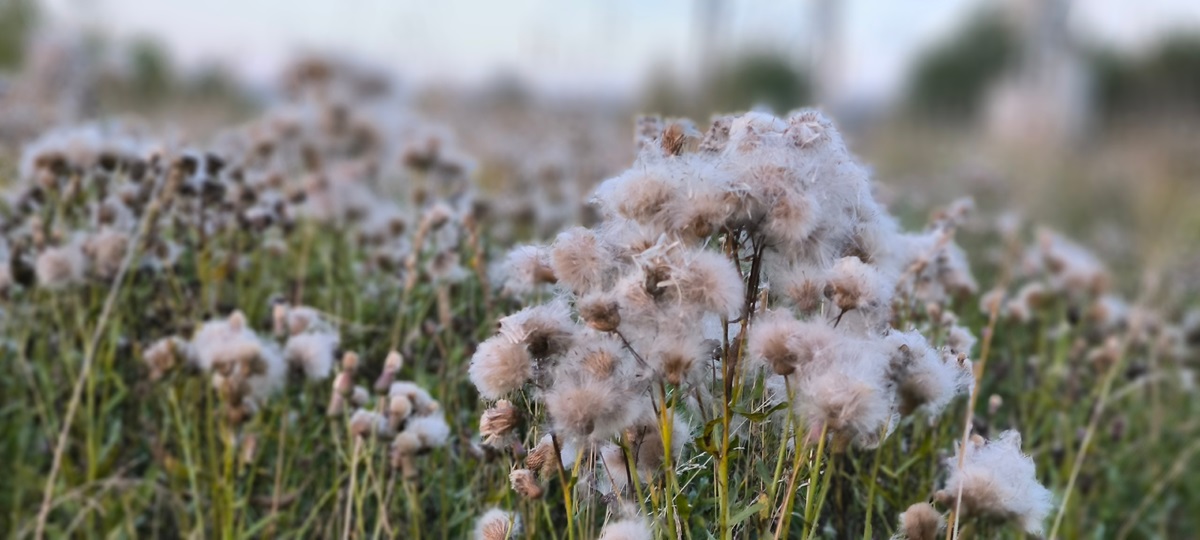 В Калужской области учреждена новая охранная зона для памятника природы «Широкие луга»