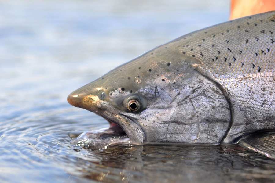 Глава МАГАТЭ раскритиковал запрет на рыбу из Японии из-за сброса воды с «Фукусимы» | Русская весна