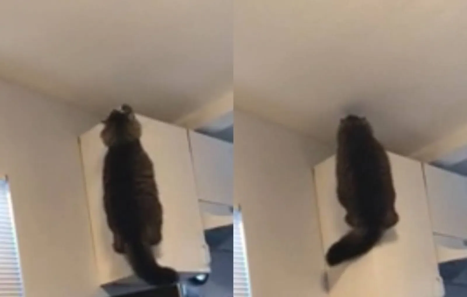 Кошка мяукает на шкаф