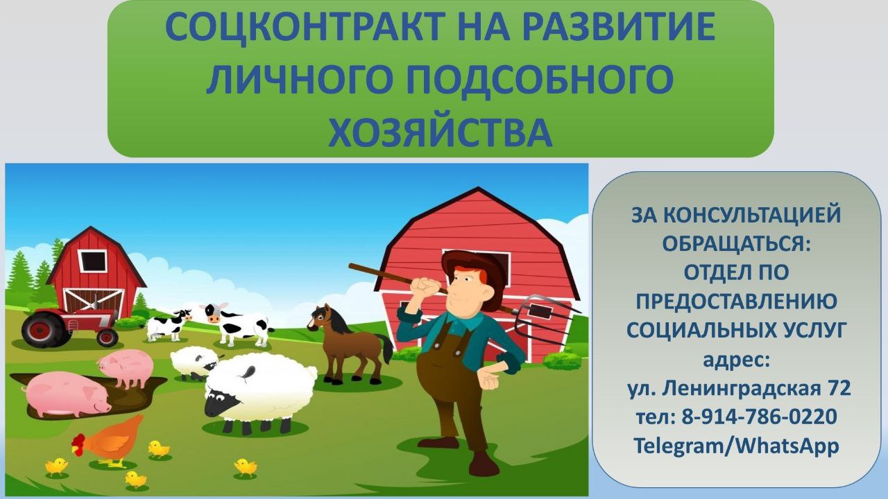 Бизнес план для социального контракта в социальную защиту на подсобное хозяйство птицеводство