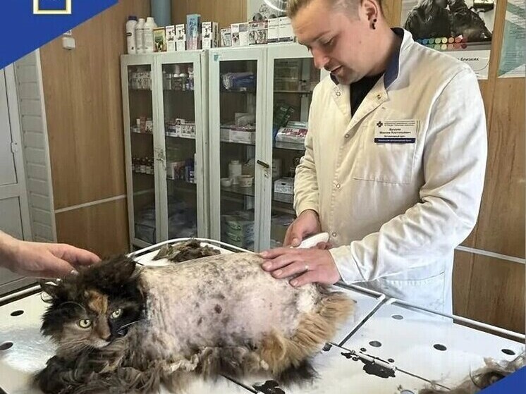 На Дзержинской ветстанции кошке Машке сменили 