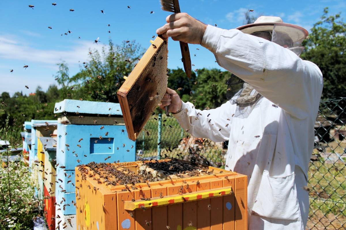 Напоминаем аграриям о важности и обязательности информирования пчеловодов о предстоящих обработках полей пестицидами 
